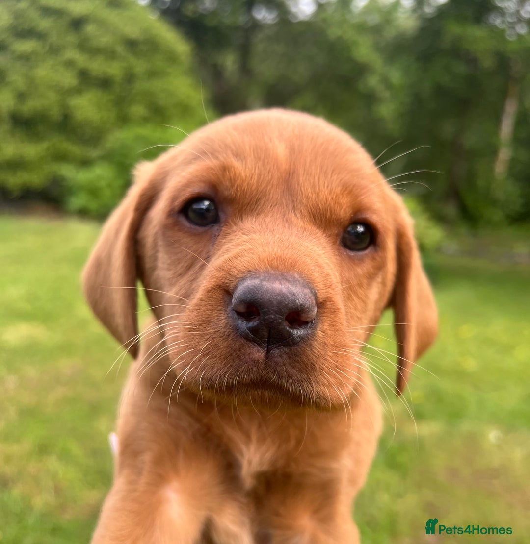 Red Lab Field Lab Puppies For Sale Fox Red Field Lab Puppies Red