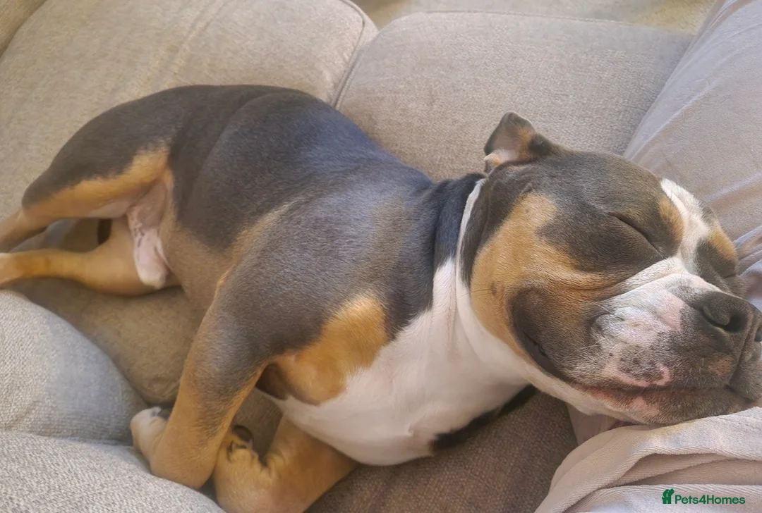 Olde English Bulldogge dogs for sale: Barney - Advert 4