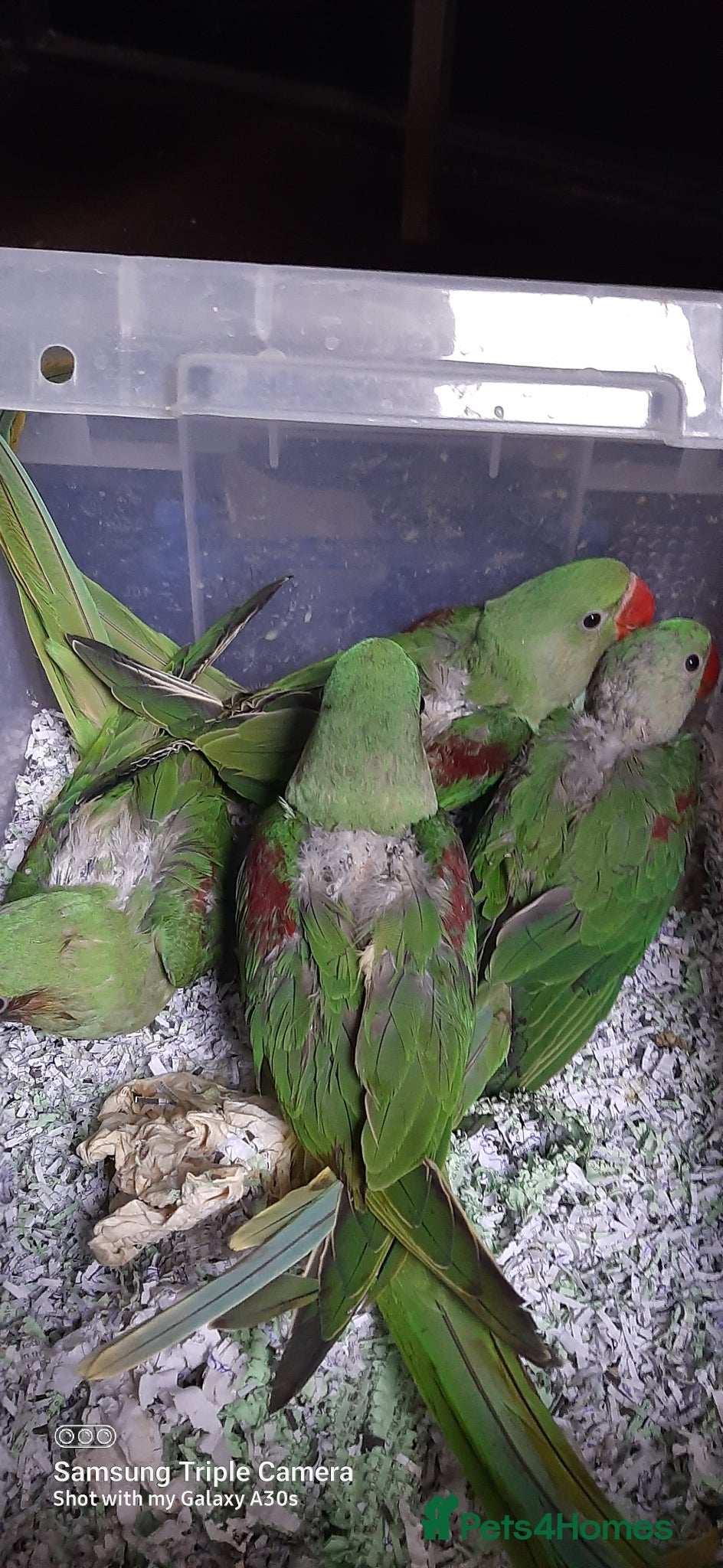 Parrots birds Alexandrine baby New baby  - Advert 6