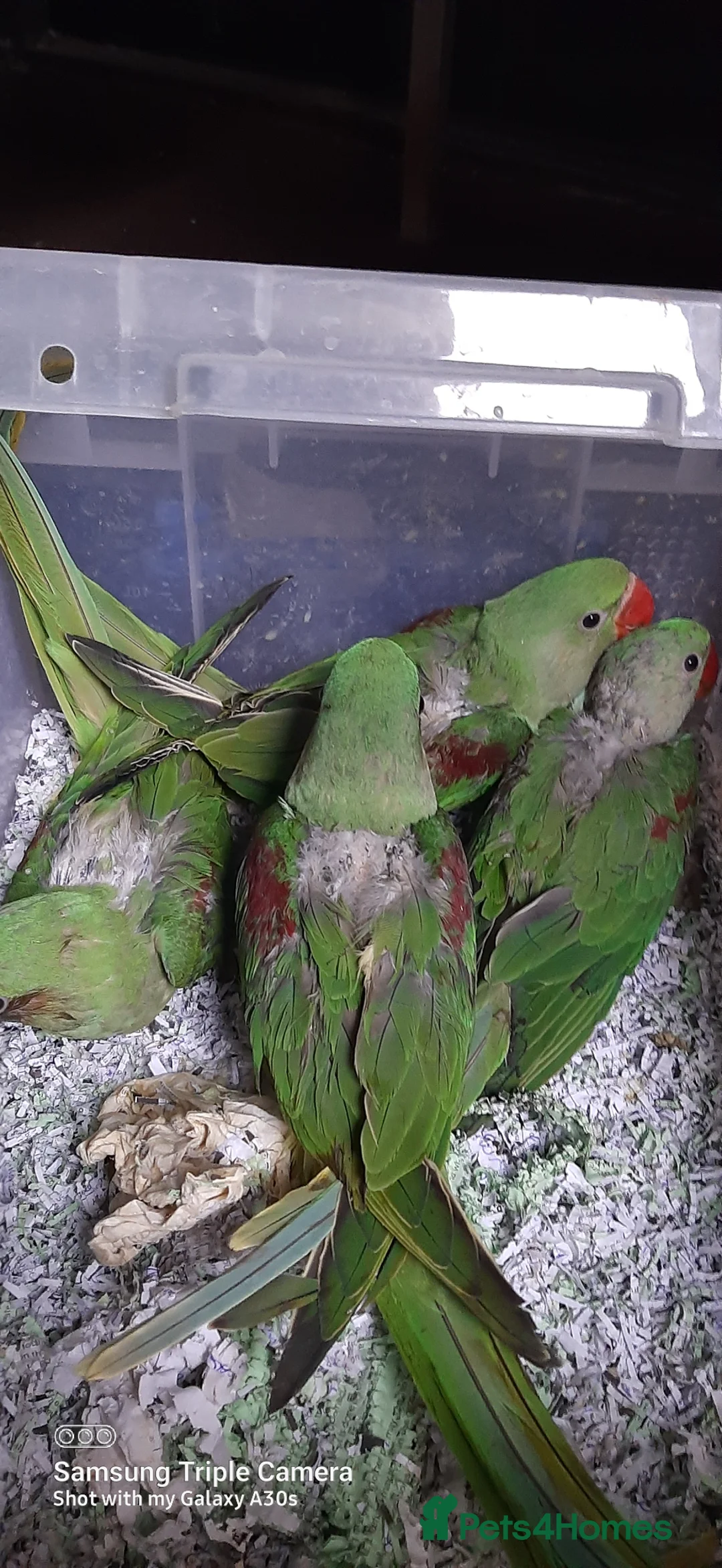 Parrots birds for sale: Alexandrine baby New baby  - Advert 4