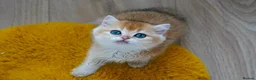 British Longhair cats for sale: TICA Exceptional Pedigree Golden British Kittens - Advert 15