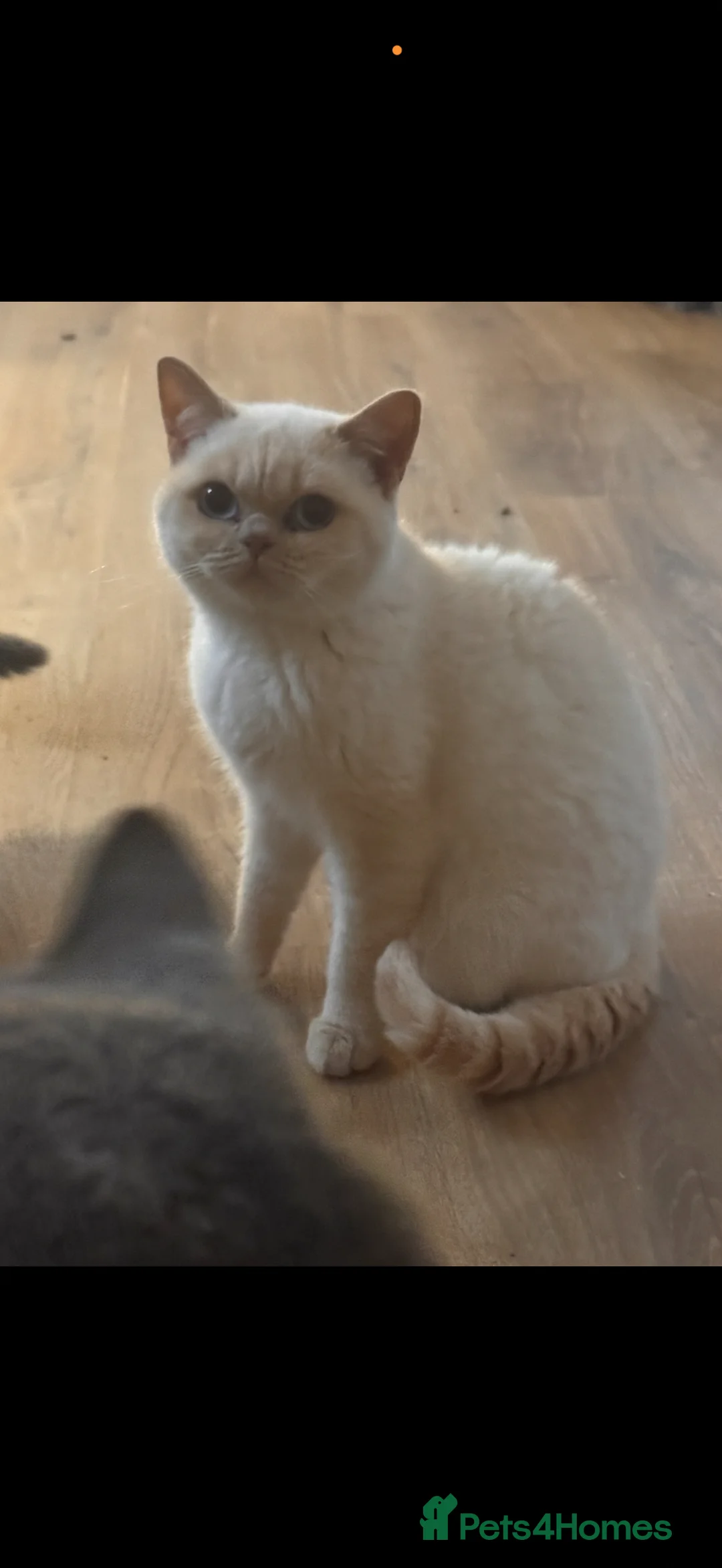 British Shorthair cats for sale: Entire cream colourpoint male BSH  - Advert 2