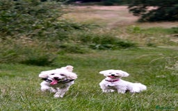 Maltese dogs for sale: Two Loving Dogs in need of rehoming.  - Image 2