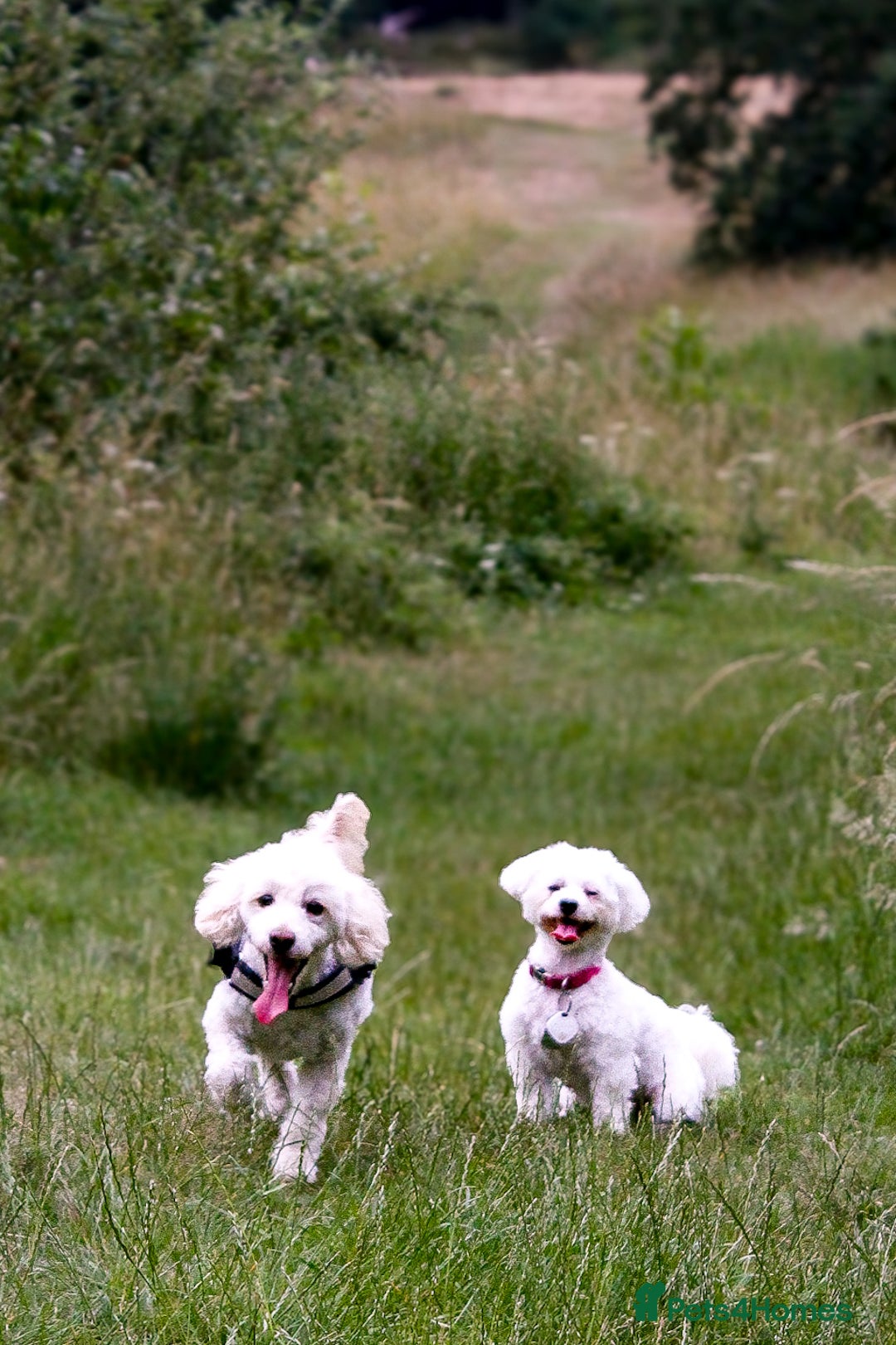 Maltese dogs for sale: Two Loving Dogs in need of rehoming.  - Image 2