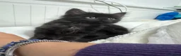Mixed Breed cats for sale: 2 beautiful long haired female kittens in Swindon - Advert 3