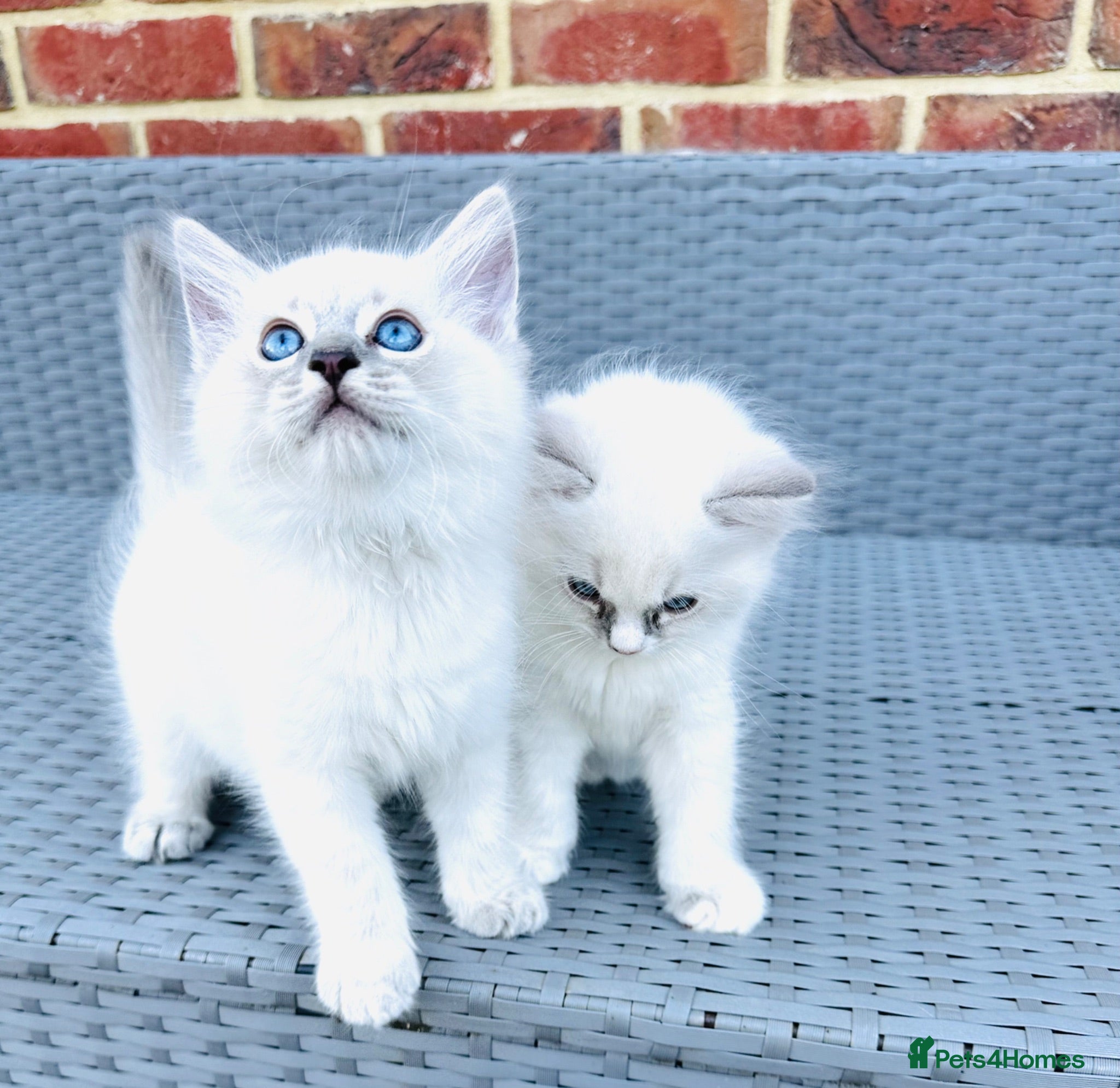 Ragdoll cats GCCF BEAUTIFUL RAGDOLL KITTENS  - Advert 2