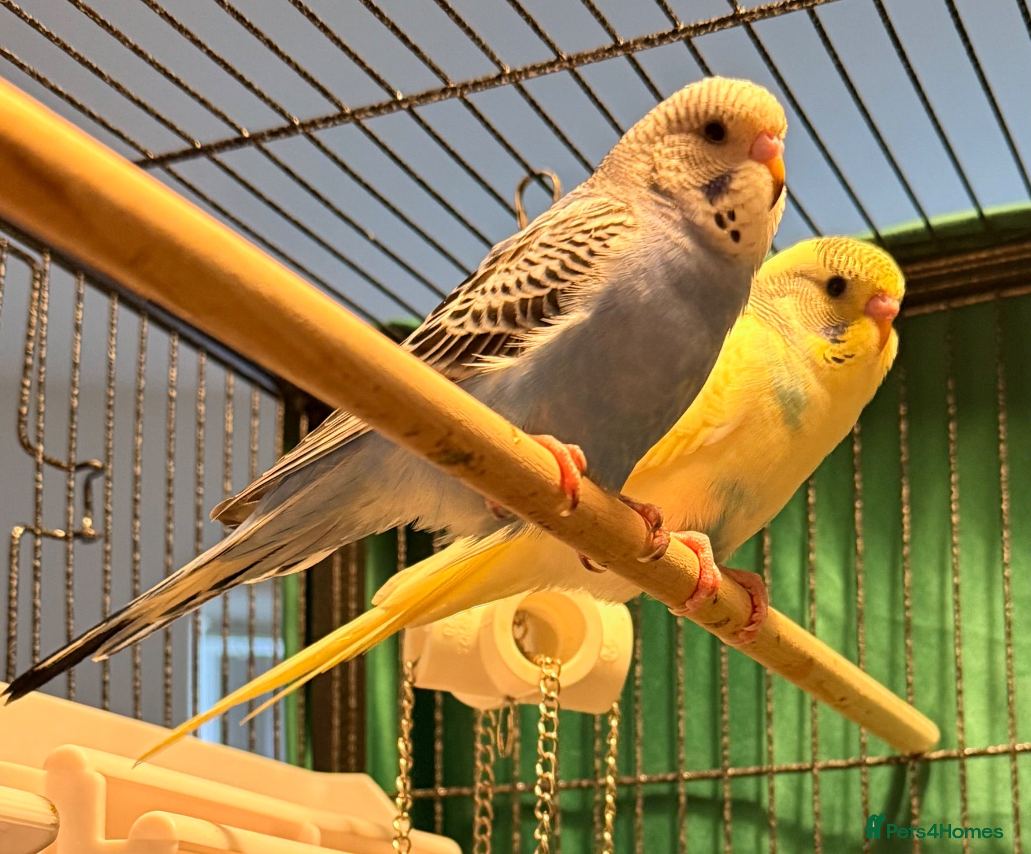 Budgerigars birds   budgies  available 9 weeks old  - Advert 1