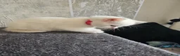 Persian cats for sale: Pure white long hair kittens. - Advert 26