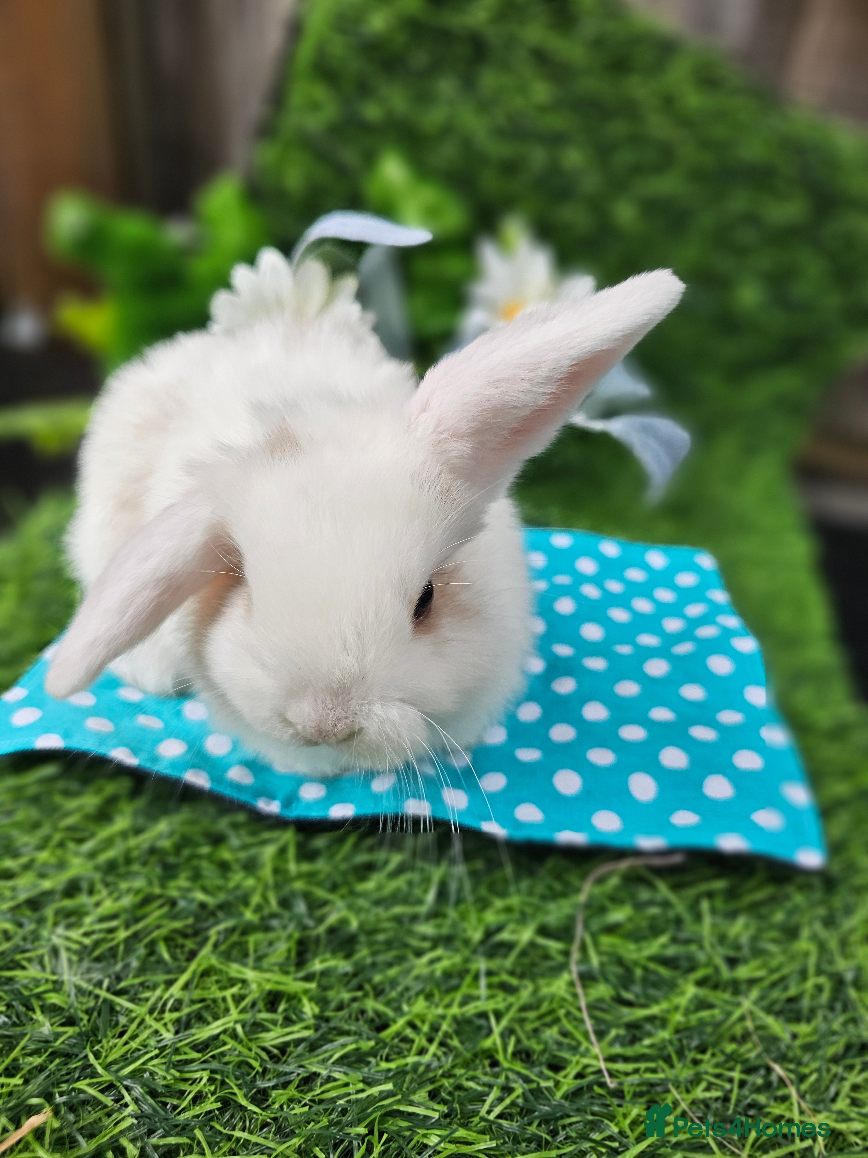 Mini Lop rabbits Beautiful Purbreed Mini Lops - Advert 3