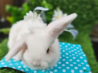 Mini Lop rabbits Beautiful Purbreed Mini Lops - Advert 3