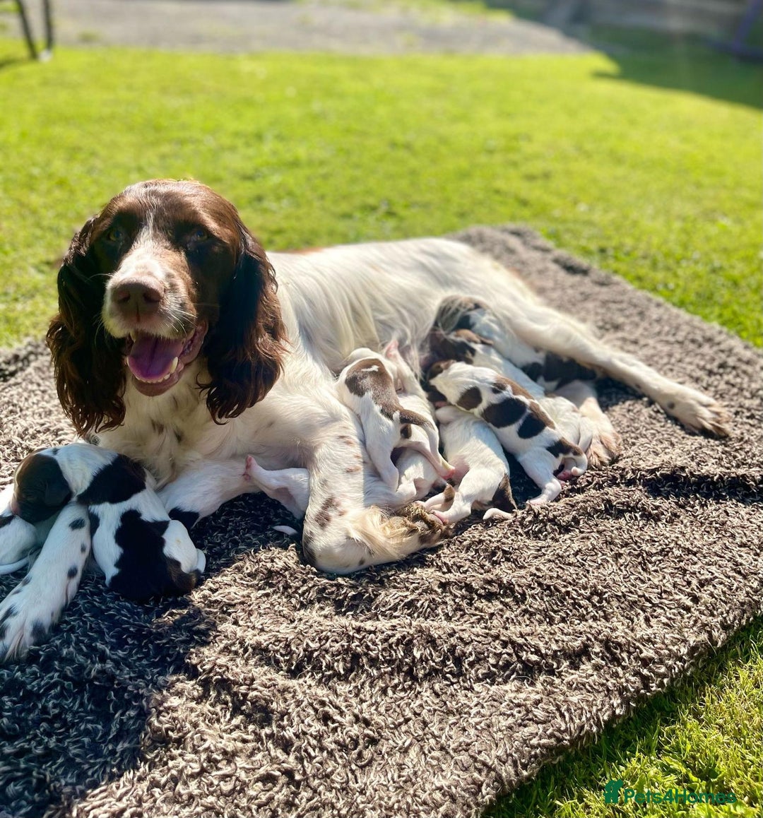English Springer Spaniel dogs for sale: 2025 FTCH ROSEBAY BLUE,WELL MARKED LITTER ESS PUPS - Image 5