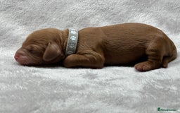 Cockapoo dogs for sale: Beautiful Cockapoo Puppies – Ready Early New Year - Advert 6