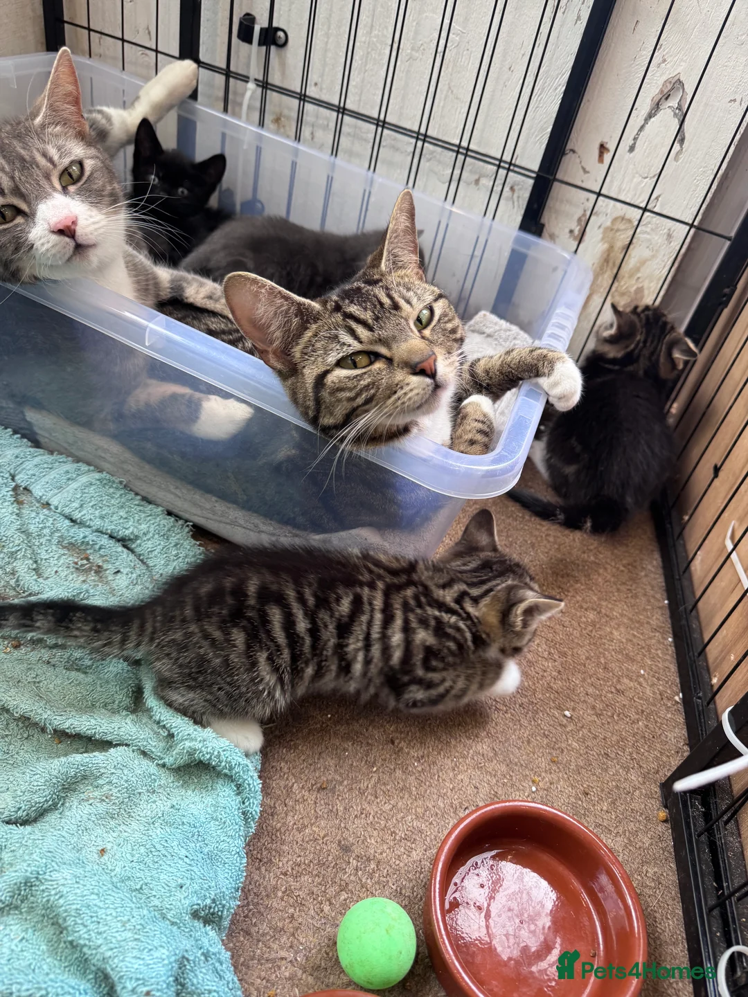 Mixed Breed cats for sale: Gorgeous Boys Looking For Their Forever Home - Advert 2