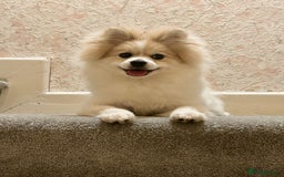 Pomeranian dogs for sale: 🐾 🐶 Adorable Purebred Pomeranian Boy 🐶 🐾 - Image 8