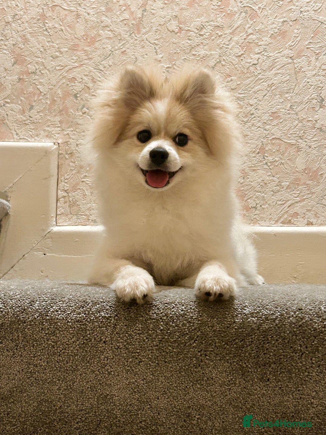 Pomeranian dogs for sale: 🐾 🐶 Adorable Purebred Pomeranian Boy 🐶 🐾 - Image 8