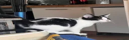 British Shorthair cats for sale: Kitten  - Advert 4