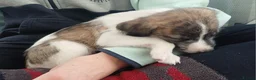 Mixed Breed dogs for sale: Bedlington whippet/Bedlington greyhound x whippet - Advert 16
