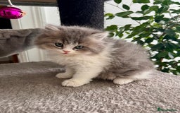 Selkirk Rex cats for sale: Selkirk rex kittens 😻 - Image 11
