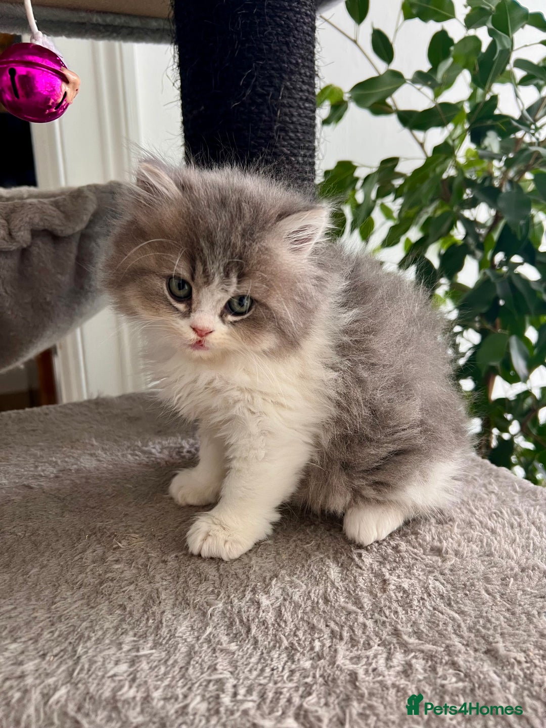 Selkirk Rex cats for sale: Selkirk rex kittens 😻 - Image 11