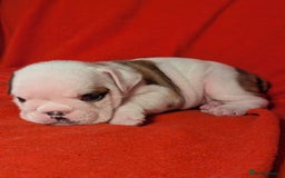English Bulldog dogs for sale: Nine stunning bulldogs - Image 4