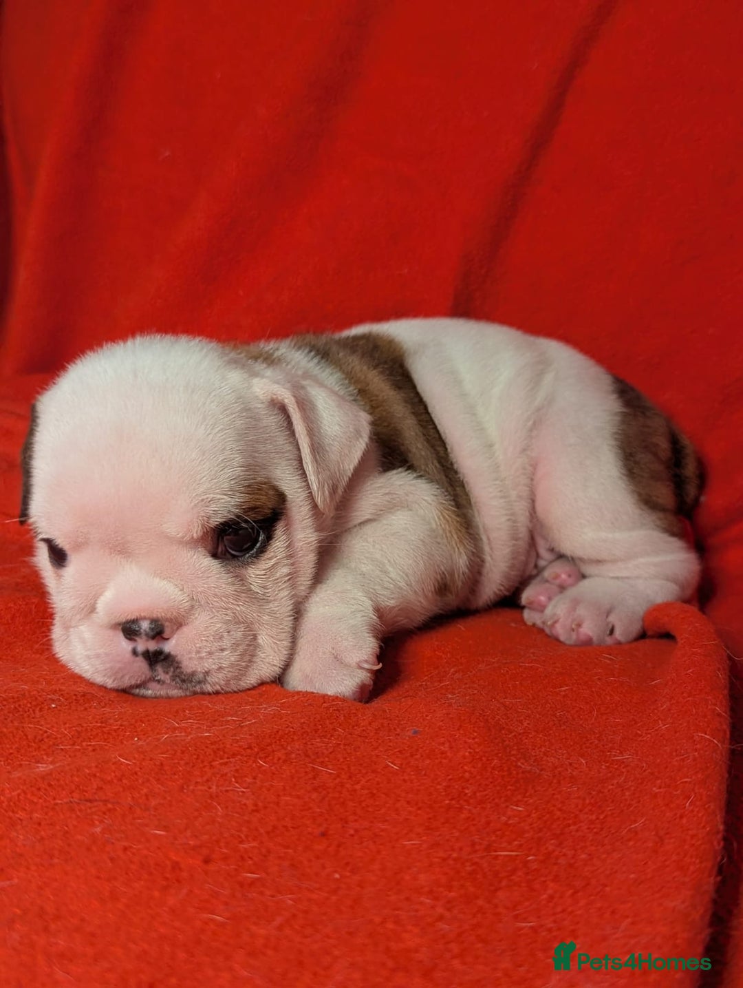 English Bulldog dogs for sale: Nine stunning bulldogs - Image 4