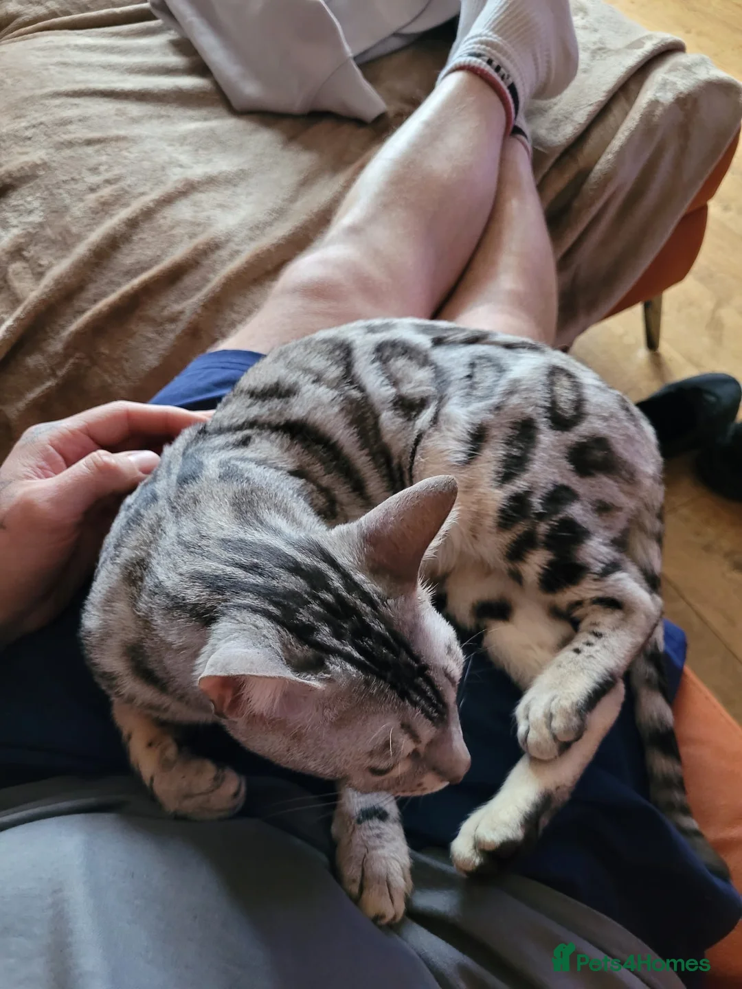 Bengal cats for sale: Snow Bengal girl looking for forever home - Advert 2