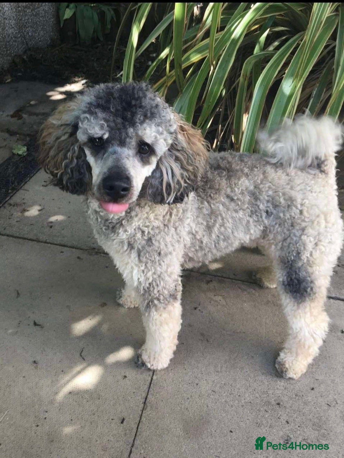Miniature Poodle dogs Experienced  beautiful miniature poodle stud - Advert 4