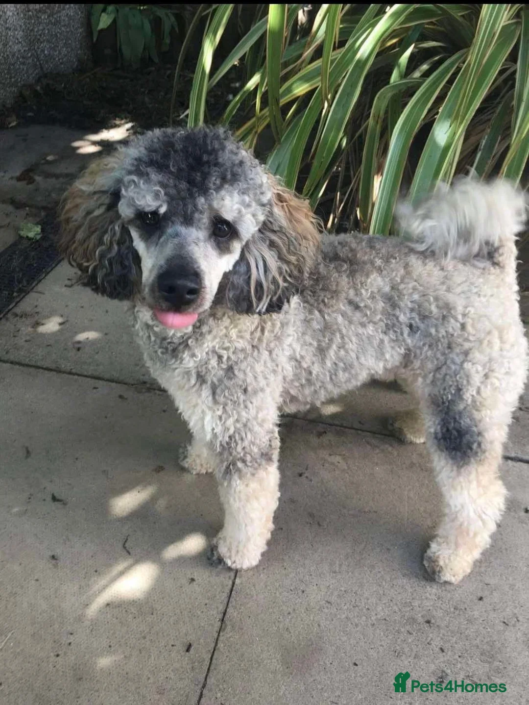 Miniature Poodle dogs for stud: Experienced  beautiful miniature poodle stud - Advert 1