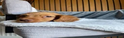 Cocker Spaniel dogs for sale: KC reg Working cockers - Outstanding pedigree - Advert 35