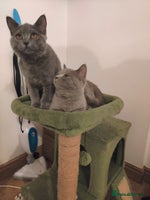 Scottish Fold cats Scottish fold blue for sale - Advert 2