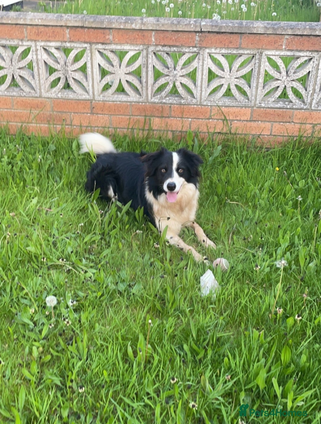 Border Collie dogs for sale: Border collie  - Advert 2