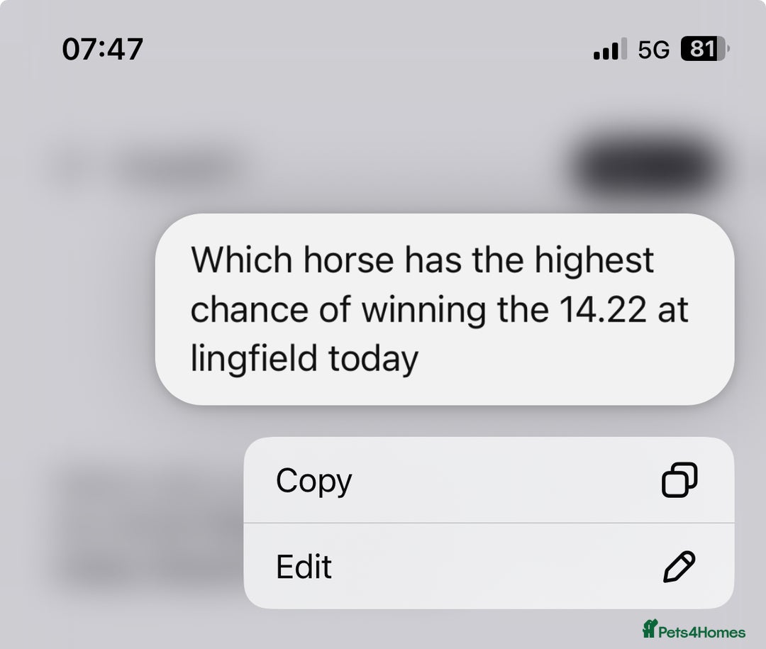 Mixed Breed dogs for sale: Make husky x - Image 3