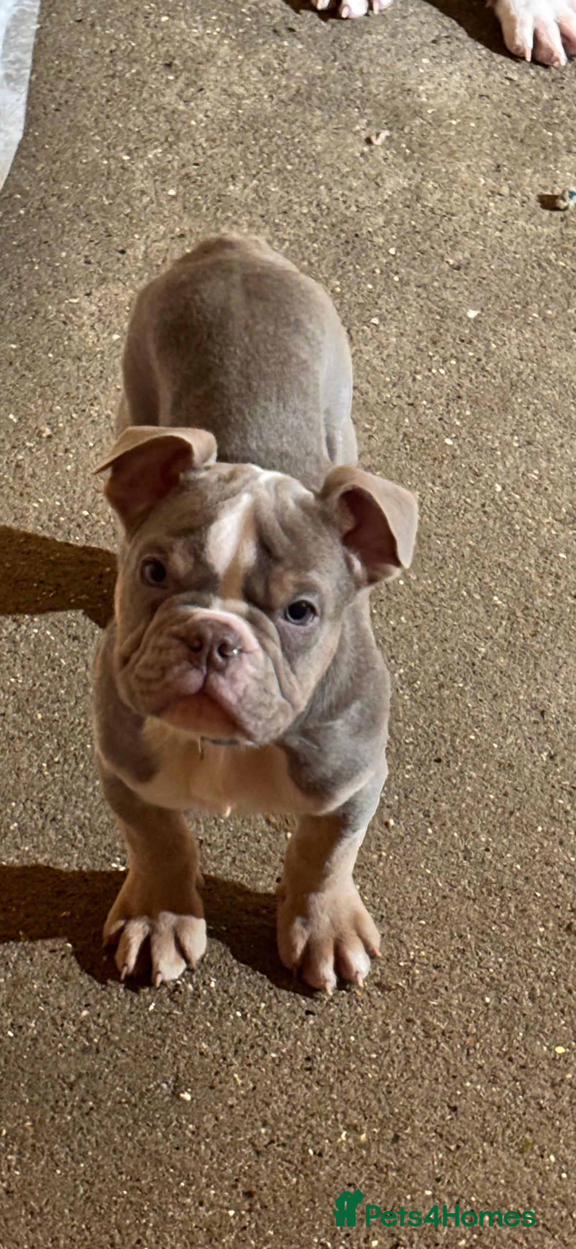 Olde English Bulldogge dogs Old English bulldog boy puppy  - Advert 1