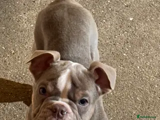 Olde English Bulldogge dogs Old English bulldog boy puppy - Advert 1