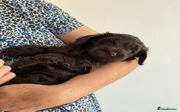 Schnoodle dogs for sale: F1 mega coated mini cross Schnoodles - Image 12