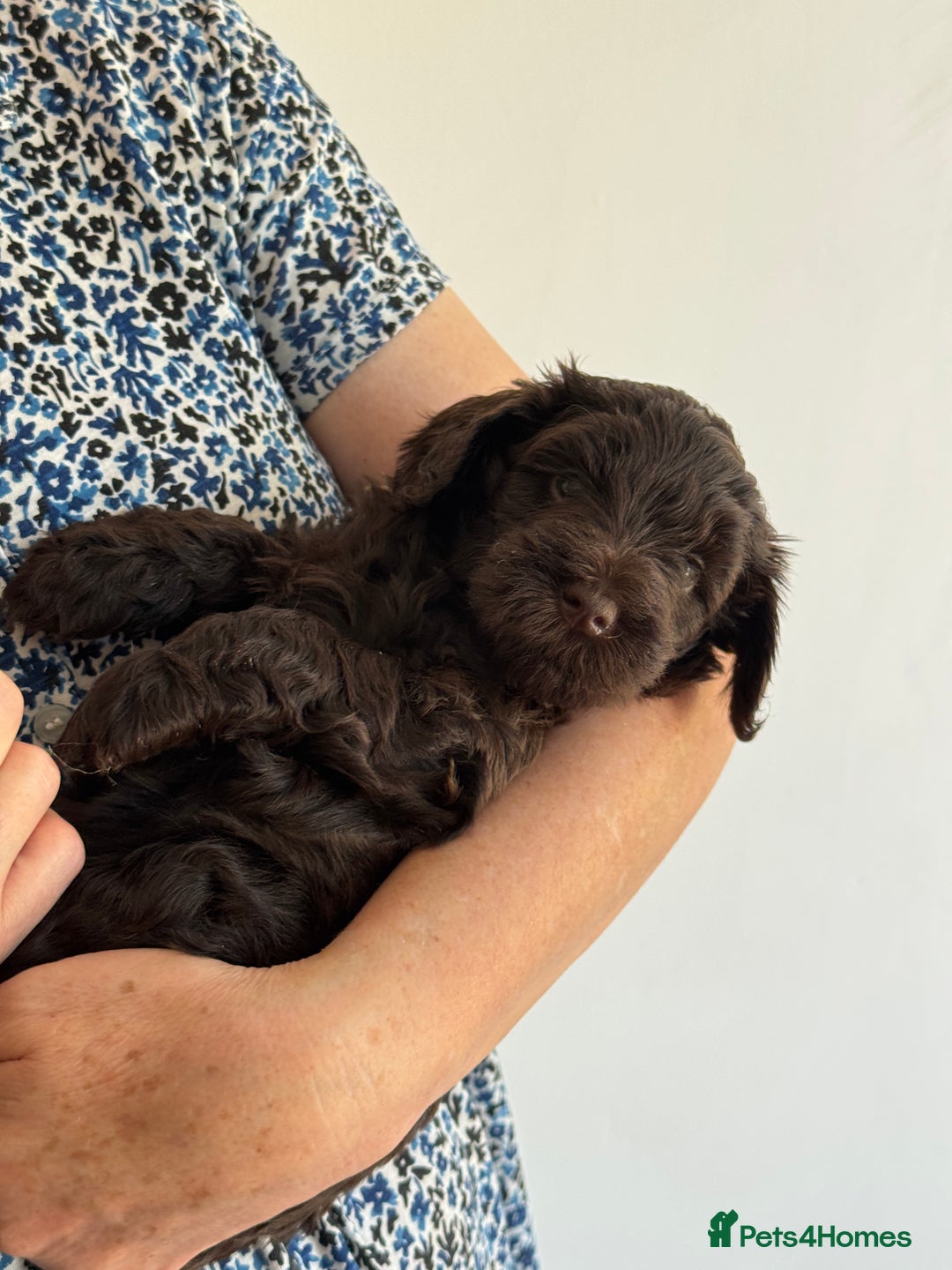 Schnoodle dogs for sale: F1 mega coated mini cross Schnoodles - Image 12