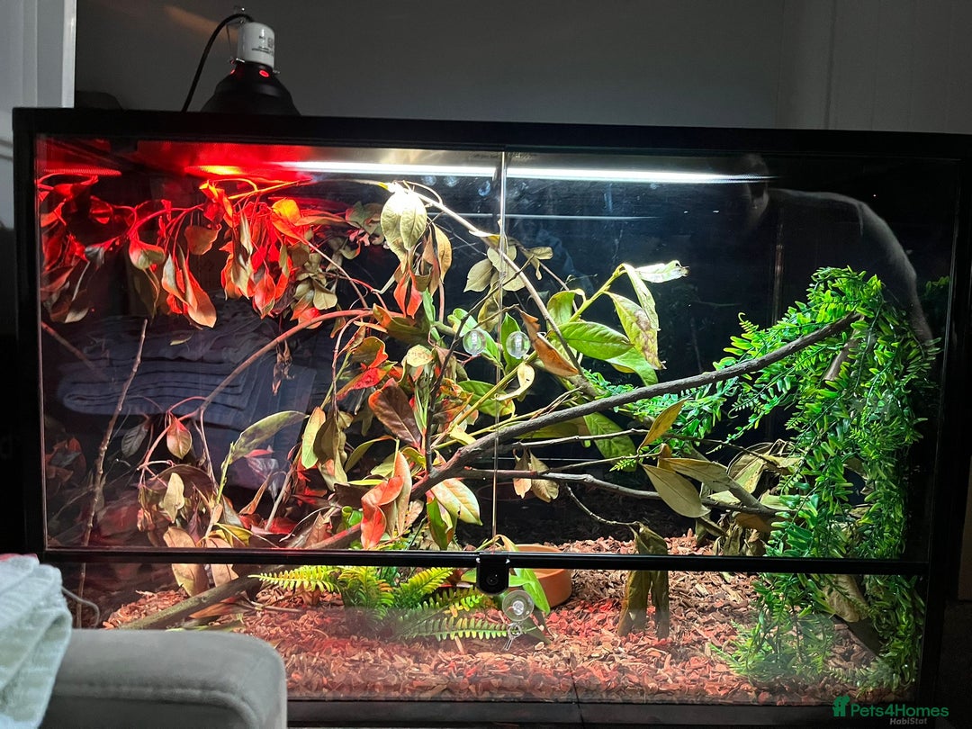 Chameleon reptiles for sale: Male Yemen Chameleon and tank  - Advert 4