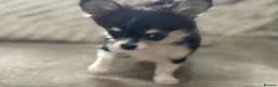 Chihuahua dogs for sale: Loving boy looking for forever home  - Advert 2