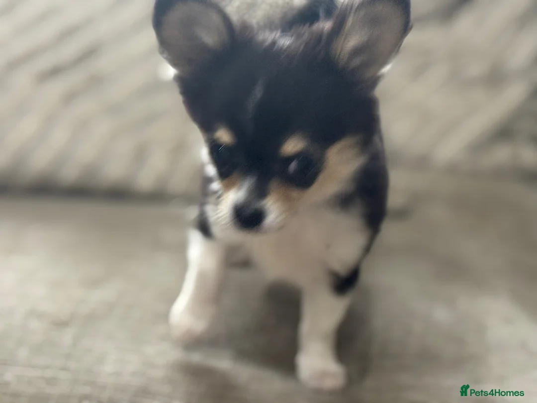 Chihuahua dogs for sale: Loving boy looking for forever home  - Advert 2