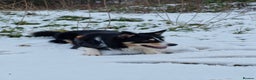Border Collie dogs for stud: Welsh collie tri colour  - Advert 4