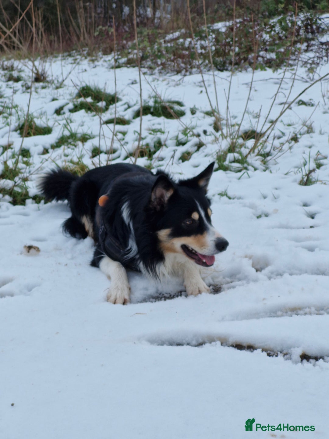 Border Collie dogs for stud: Welsh collie tri colour  - Advert 4