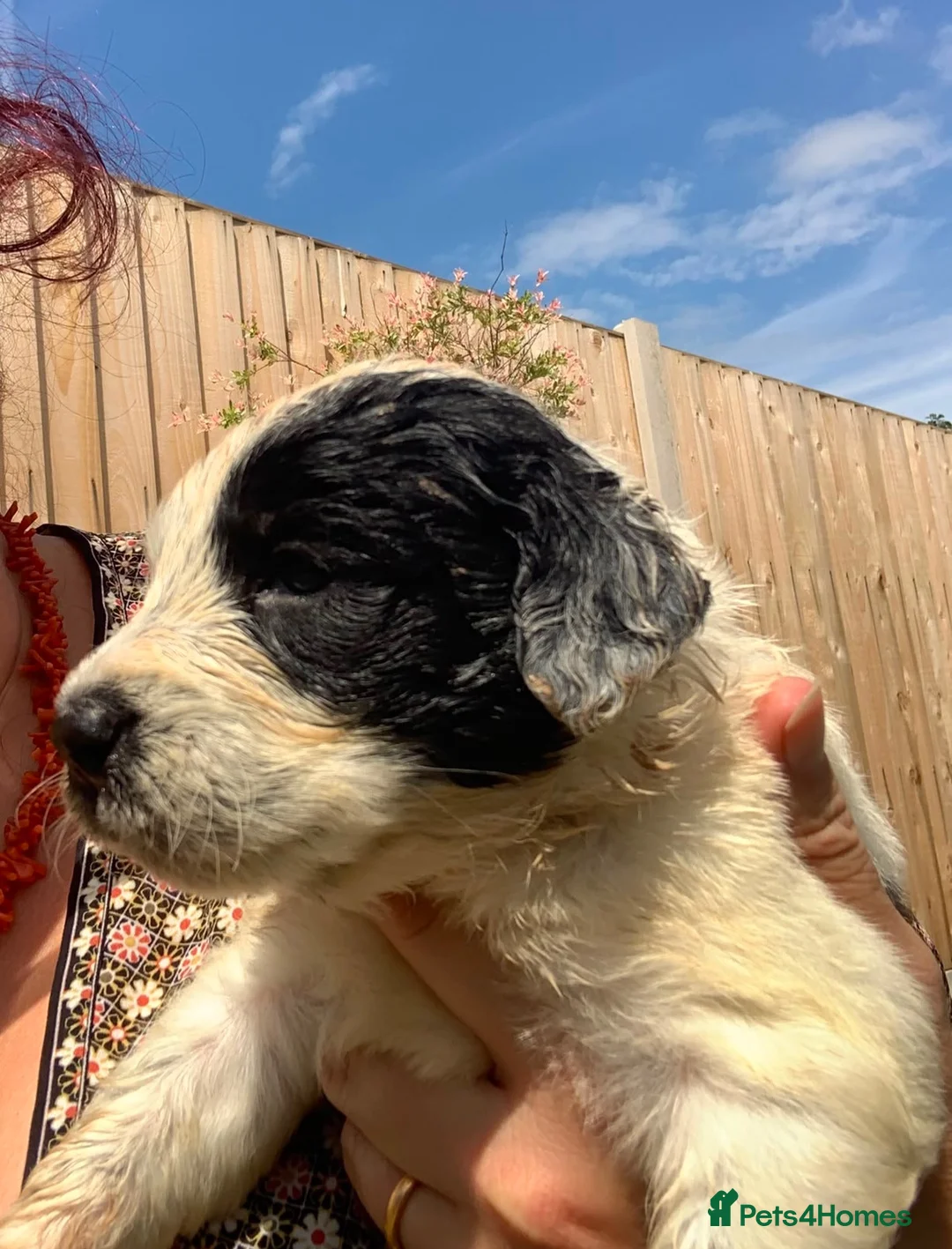 Bordoodle dogs for sale: Bordoodle puppies in Lancaster - Advert 17