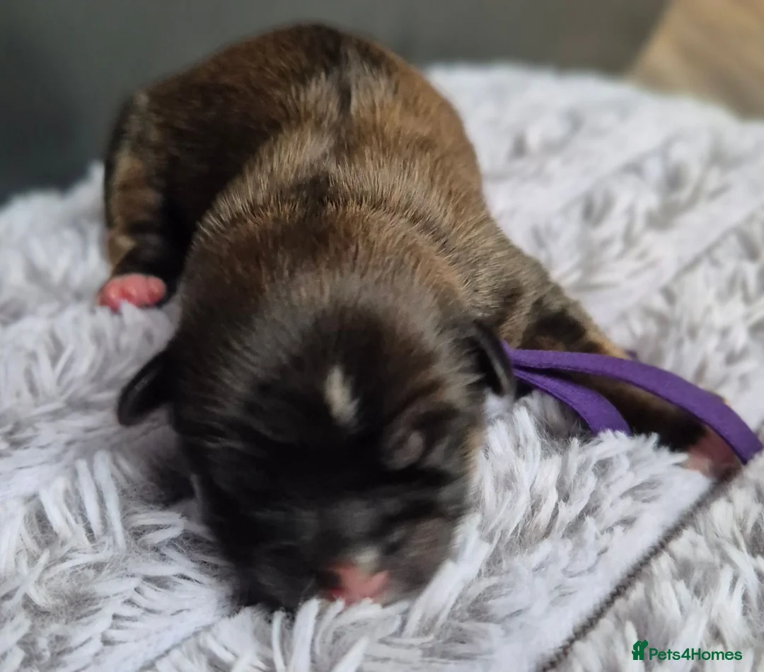 Lhasa Apso dogs for sale: KC LHASA APSO puppies 1 girl LEFT  - Advert 13