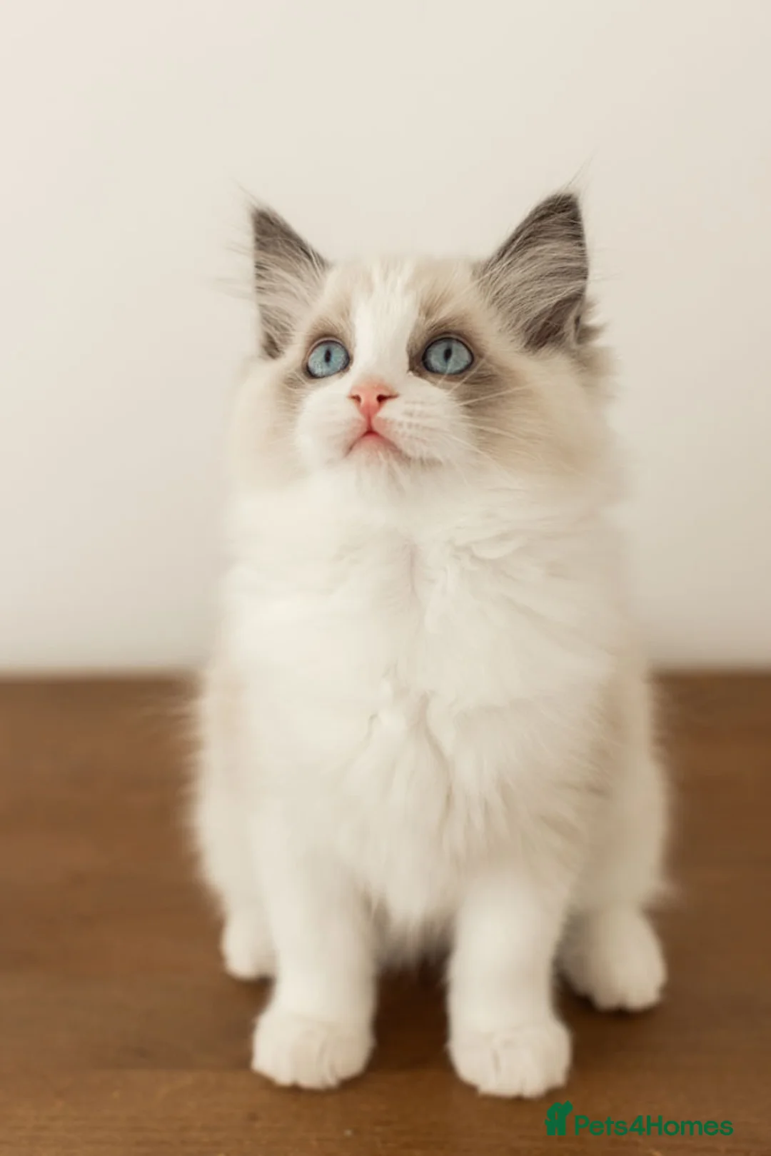 Ragdoll cats for sale: Last Blue Bicolour Ragdoll female available  - Advert 21