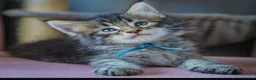 Maine Coon cats for sale: Gorgeous full breed Mainecoon kittens ready July  - Advert 1