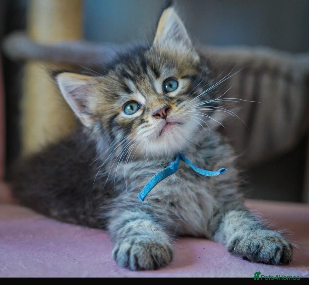 Maine Coon cats for sale: Gorgeous full breed Mainecoon kittens ready July  - Advert 1