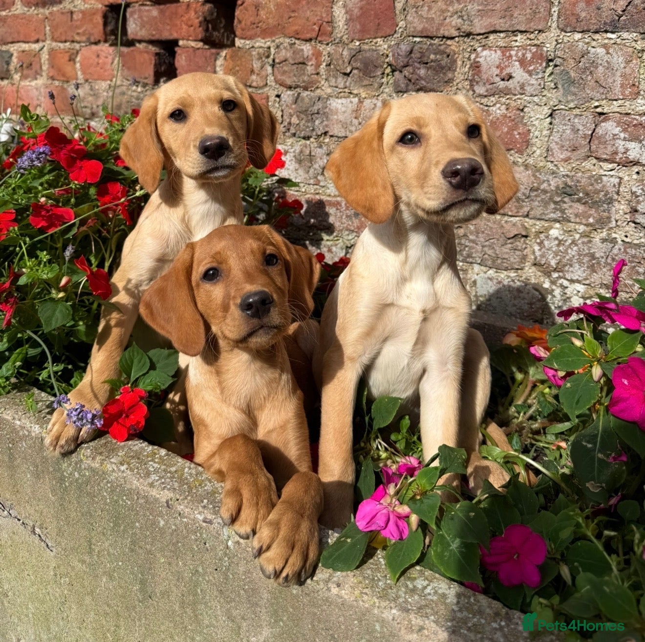 Labrador Retriever dogs Fox red & Yellow Labrador Puppies  - Advert 2