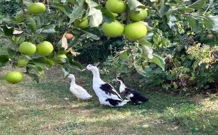 Ducks poultry - Advert 2
