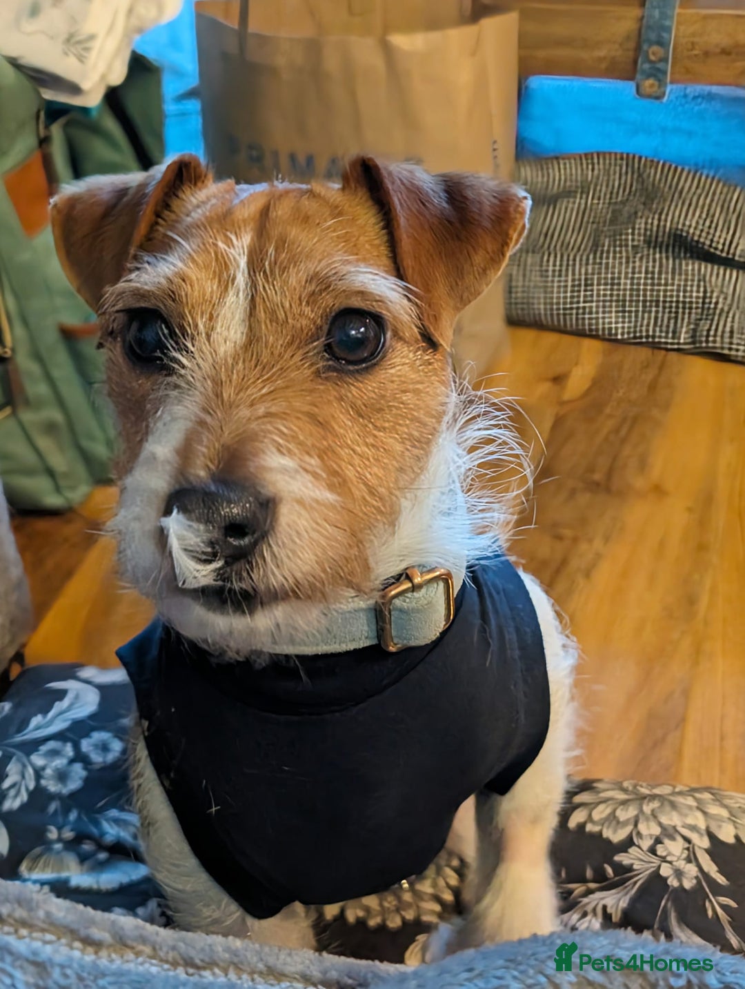 Jack Russell dogs for sale: New home urgently needed  - Advert 3