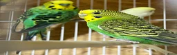 Budgerigars birds for sale: 18 budgies for sale - Advert 2